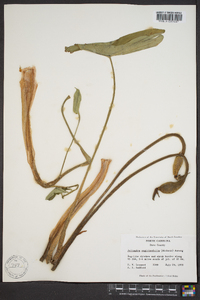 Peltandra sagittifolia image