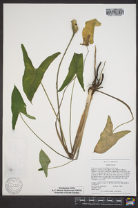 Peltandra sagittifolia image