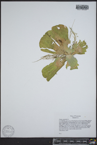 Pistia stratiotes image