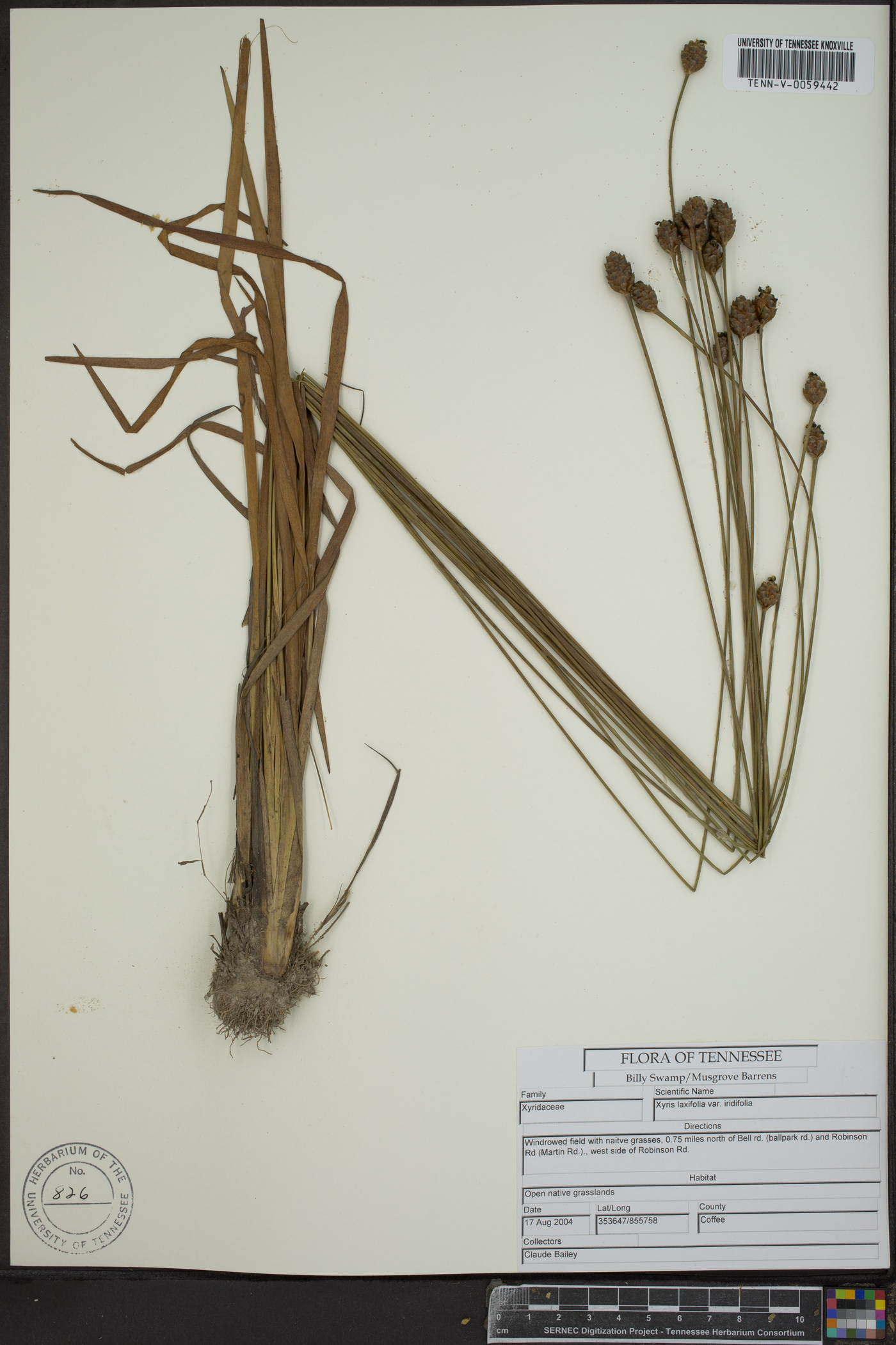Xyris laxifolia var. laxifolia image