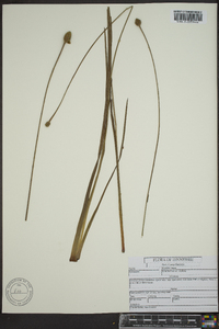 Xyris laxifolia var. laxifolia image