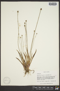 Xyris difformis var. curtissii image