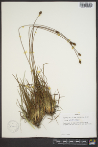 Xyris elliottii image