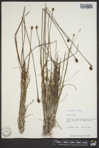 Xyris elliottii image