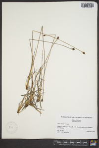 Xyris elliottii image