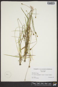 Xyris elliottii image