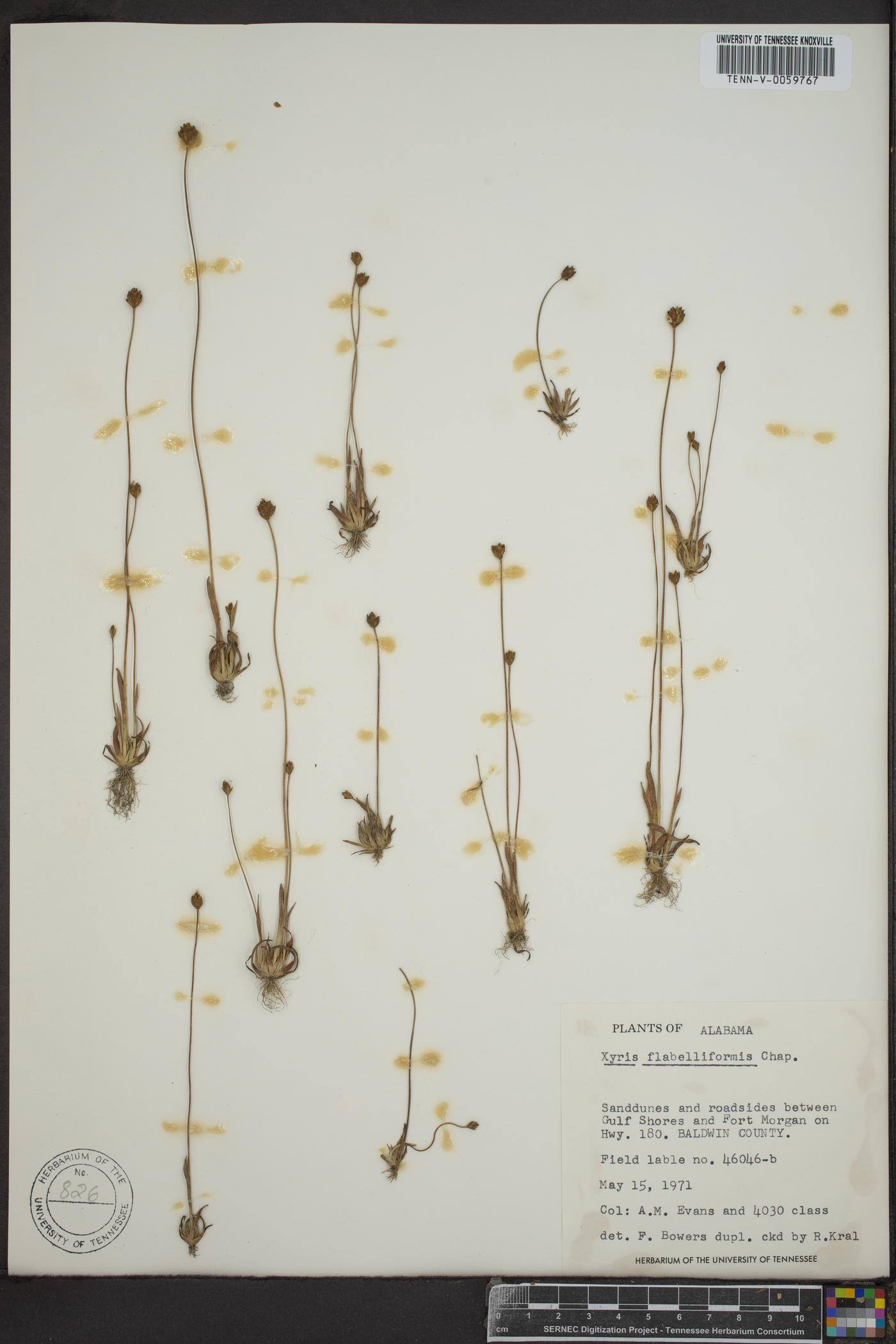 Xyris flabelliformis image