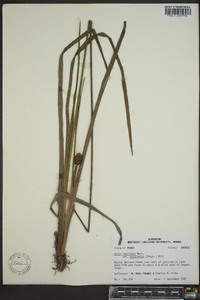 Xyris laxifolia image