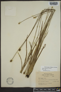 Xyris jupicai image