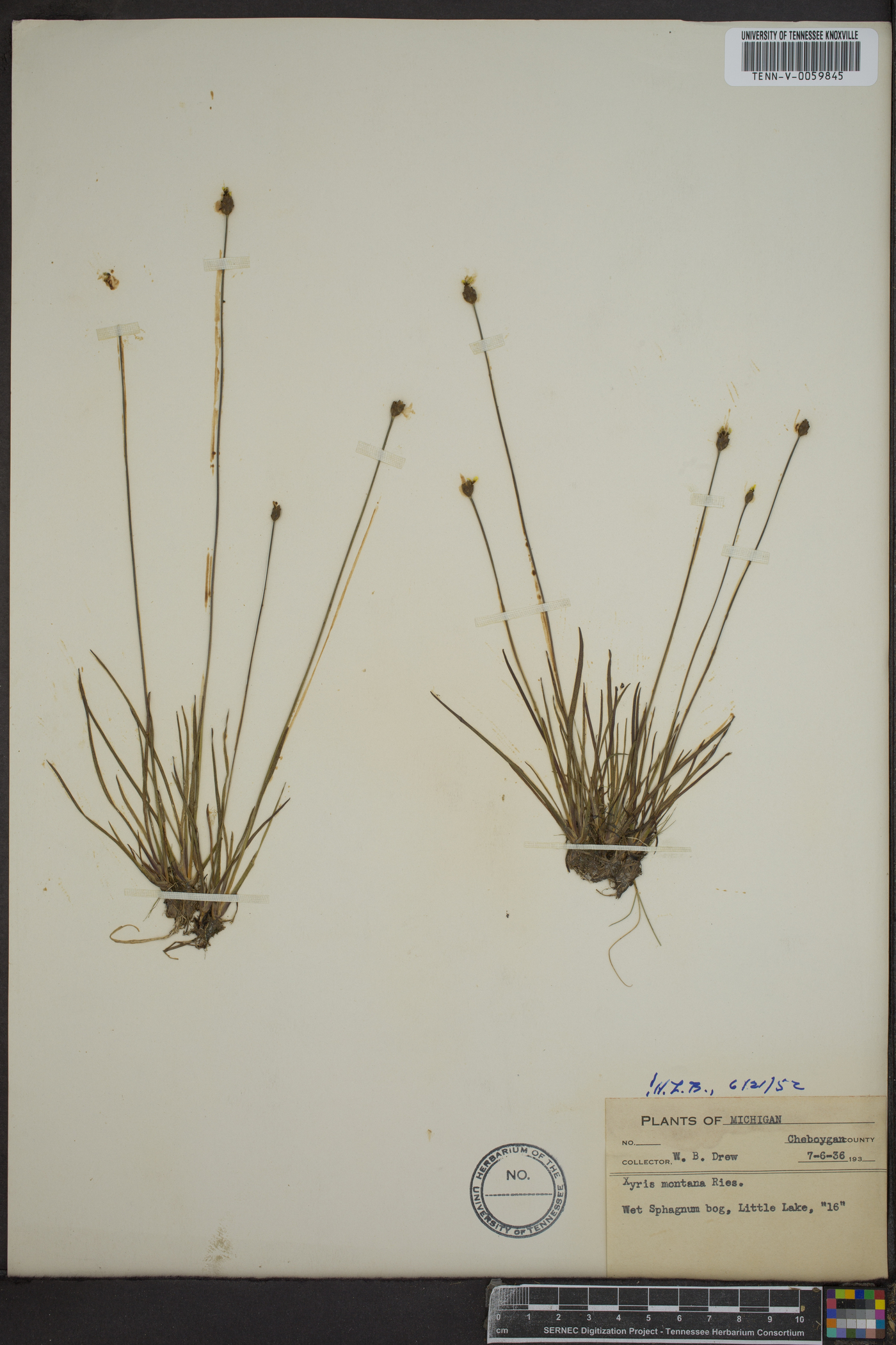Xyris montana image