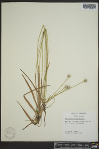 Eriocaulon decangulare image