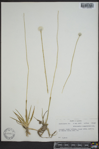 Eriocaulon compressum image