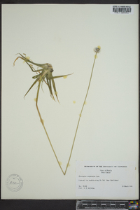 Eriocaulon compressum image