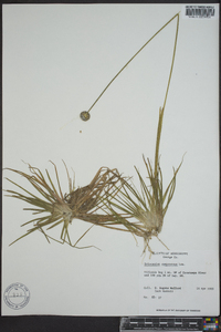 Eriocaulon compressum image