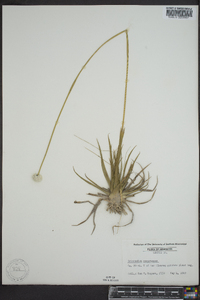 Eriocaulon compressum image