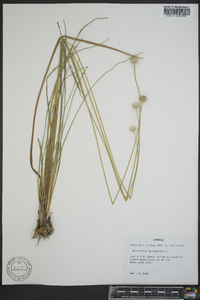 Eriocaulon decangulare image