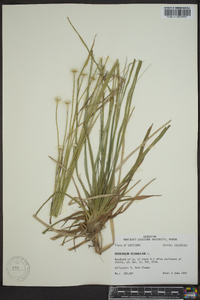 Eriocaulon decangulare image