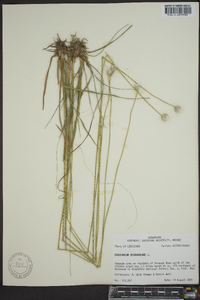 Eriocaulon decangulare image