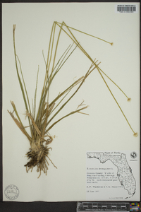 Eriocaulon decangulare image