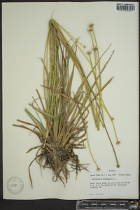 Eriocaulon decangulare image