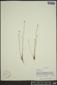 Eriocaulon lineare image