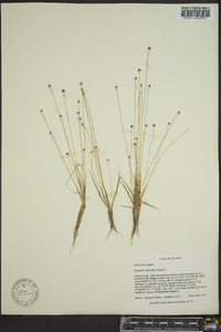 Eriocaulon ravenelii image