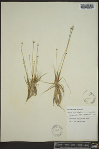 Eriocaulon septangulare image