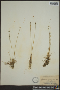 Eriocaulon septangulare image