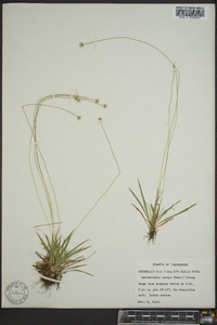 Lachnocaulon anceps image