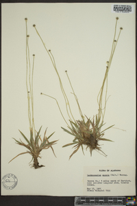 Lachnocaulon anceps image