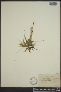 Lachnocaulon anceps image