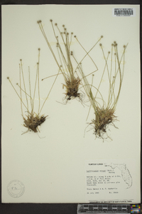 Lachnocaulon anceps image