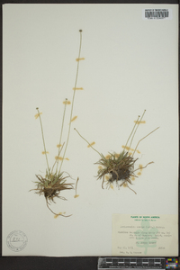 Lachnocaulon anceps image