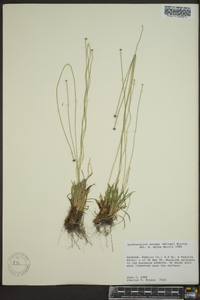 Lachnocaulon beyrichianum image