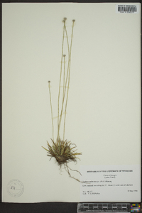 Lachnocaulon anceps image