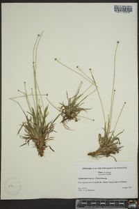 Lachnocaulon anceps image