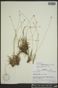 Lachnocaulon anceps image