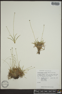 Lachnocaulon anceps image