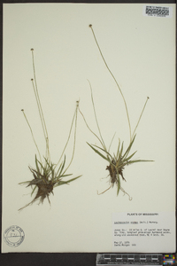 Lachnocaulon anceps image