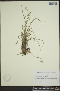 Lachnocaulon anceps image