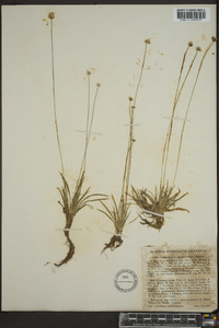 Lachnocaulon anceps image