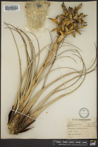 Tillandsia fasciculata image