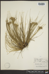 Tillandsia juncea image