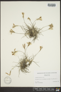 Tillandsia recurvata image