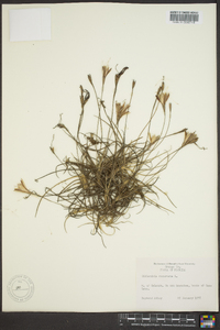 Tillandsia recurvata image