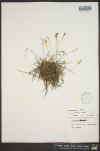 Tillandsia recurvata image