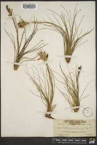 Tillandsia tenuifolia image