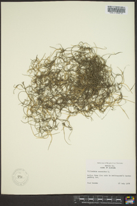 Tillandsia usneoides image