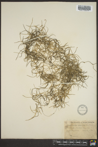 Tillandsia usneoides image