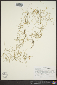 Tillandsia usneoides image